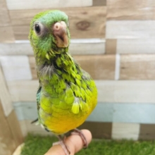 最新画像有り☆クリクリの目が可愛いんです！美声インコのオパーリンカラー！