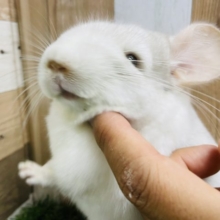 最新ナデナデ動画撮れました☆おっとり顔に癒されちゃいます♡ほぼ白のパイドカラーチンチラやって来ました！