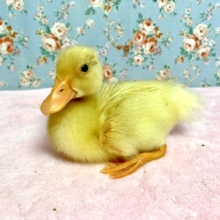 コールダック  ヒヨコちゃん入舎しました🐥  6/28