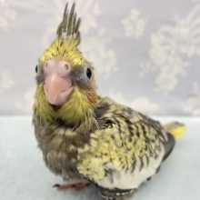 オカメインコ(パール)  2022年5月生まる