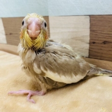 優しい色合いのオカメインコ♪シナモンカラーやって来ました！