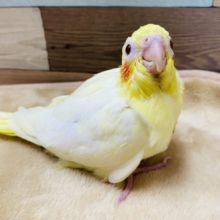 赤いほっぺが可愛いオカメインコ♪定番人気のルチノー！！
