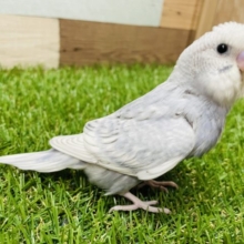 最新画像有り☆レアカラーのグレーが入る仔です♪セキセイインコのスパングルカラー！