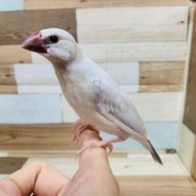 スクスク成長☆シルバー文鳥さん！
