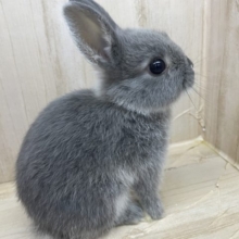 注目です！！可愛いウサギさんいますよ～ネザーランドドワーフ　グレー　男の子