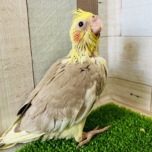 マッチョ？なシナモンオカメインコ☆