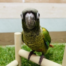 最新画像有り☆元気いっぱい！やんちゃな子に成長しそうなワキコガネウロコインコ☆