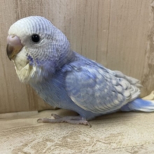 水色大好きさん！集合ですよ！　セキセイインコ　スパングル