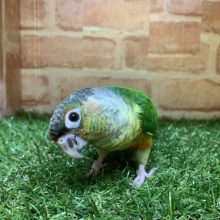 よりどりみどり　ワキコガネウロコインコ！　R４　６／１５撮影