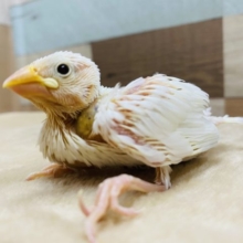 小さいけれど食欲旺盛な白文鳥♪
