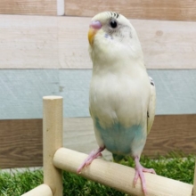 最新画像有り☆クリームカラーが可愛いんです！セキセイインコのクリームハルクインカラー！