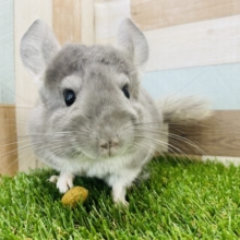 元気いっぱい！ピョンピョン飛びますチンチラバイオレット♪