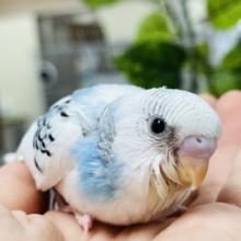 白多め！セキセイインコ(パイド)ヒナさん〜☆