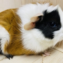 くるくる右パンダくん！　モルモット　アビシニアン　男の子