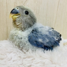 ずーーーんとむっちりボディのヒナ！ コザクラインコ ヴァイオレットオパーリン