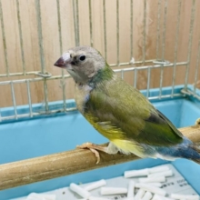 注目です！！最新画像になります！ヒナ限定！口元に光る青いダイヤモンド！！コキン鳥ヒナ来ましたよ〜