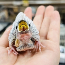 元気いっぱい！良く食べるコ☆シルバー文鳥