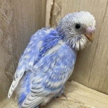 チラチラ送る視線に気づいてね！　セキセイインコ　スパングル