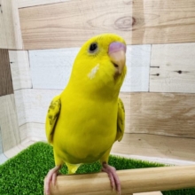 ずっと幼顔♪ハルクインセキセイインコ