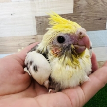 世界に1羽のカラー？パイドオカメインコ☆
