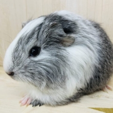白×グレーのキュルキュルモルちゃん！ ペルビアンモルモット