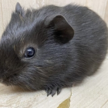 真っ黒ではないんですよ〜！　モルモット　イングリッシュ　男の子