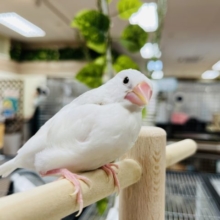 自由気ままに〜♪白文鳥さんっ^( ‘Θ’ )^