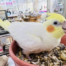 最新画像更新☆パール？ルチノーオカメインコ☆
