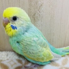 人気セキセイさん！！　パステルカラーレインボー