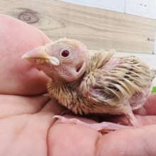 ハゲちょび♡シナモン文鳥