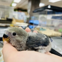 そっと寄り添い。。わた毛たっぷりコザクラインコ(バイオレット)
