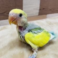 成長が楽しみなヒナさんです！コザクラインコのブルーチェリーパイドカラー！