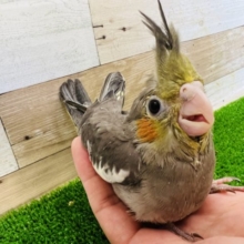 ちっちゃなおませさん♡ノーマルオカメインコ！