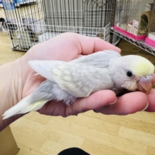 素敵カラー☆グレー系?イエローフェイスパステルオパーリン