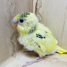黒い模様の入ったヒヨコさん似！？　セキセイインコ　クリームハルクイン