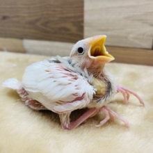 まだウブウブの雛ですよ！人気の白文鳥やって来ました〜