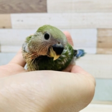 ｸﾘｯとおめめ♡コザクラインコ(ノーマル)さん♪
