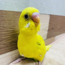 元気イエローのヒナさん！セキセイインコのハルクインカラー！