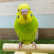 最新画像有り！ちょっぴり恥ずかしがり屋さんかな？セキセイインコスパングルパイド！