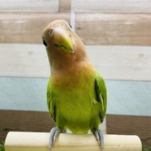 カキカキ大好きなべたなれさん！コザクラインコのオパーリンカラー！