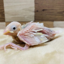 定番人気の白文鳥のヒナ入舎してますよ〜