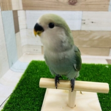 最新画像更新☆コザクラインコさん(ブルーチェリー)入荷しました❤