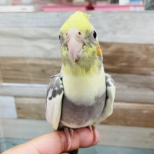 動画あります♪手の上大好きなインコさん！オカメインコのパイドカラー！