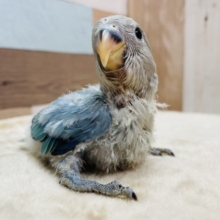 おっとり可愛いヒナさんです！コザクラインコのブルーオパーリンカラー！