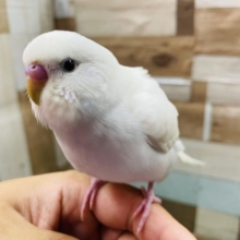 ヒナ餌卒業のゆきちゃんです〜☆セキセイインコのダブルファクターカラー！