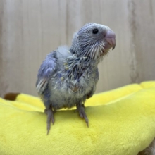 少しくらい背伸びしてもいいよねっ セキセイインコ スパングル