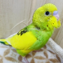 背中の模様に注目ですよ～　セキセイインコ　パイド