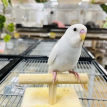 とにもかくにも肩が好き！！セキセイインコ(ダブルファクター)