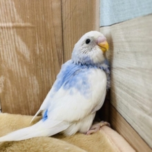 性格もカラーも上品なセキセイインコ♪スパングルパイドやって来ました！