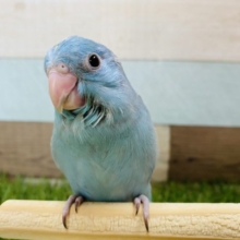アピール上手なマメルリハインコ！ブルーの男の子☆